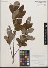Foto von Salix L.